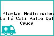Plantas Medicinales La Fé Cali Valle Del Cauca